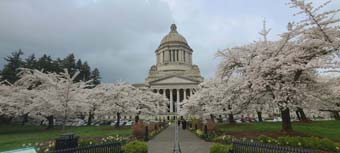 Cherry Blossoms Washington State Capito